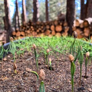 Ponderosa Seed Germinated and Sprouting