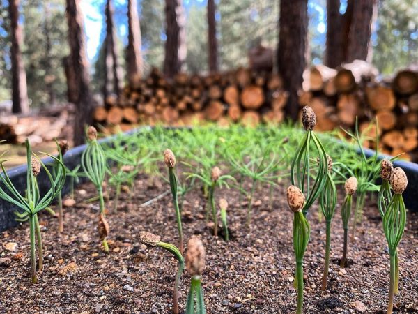Ponderosa Seed Germinated and Sprouting